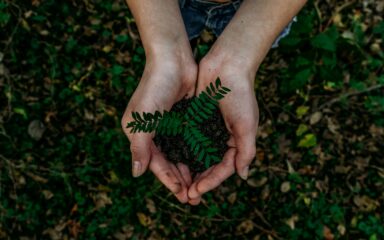 Hand holding a plant