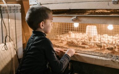 Little boy taking care of chickens